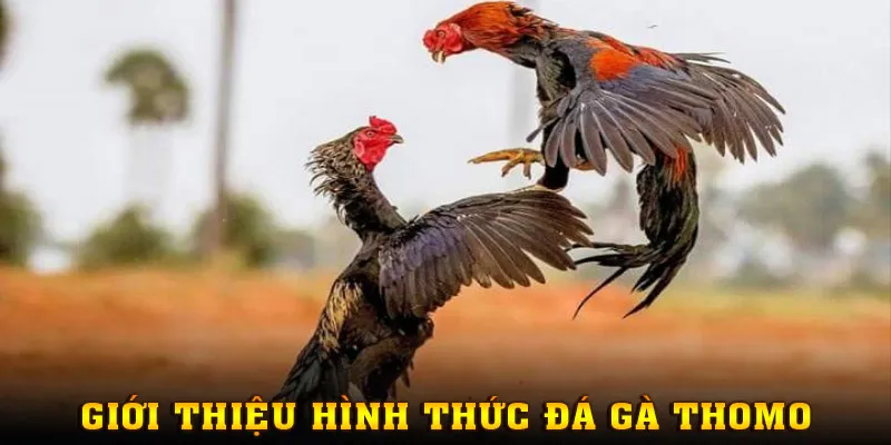 Giới thiệu hình thức đá gà Thomo tại XX88